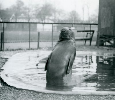 Un elefante marino del sur en el Zoológico de Londres, enero de 1912 de Frederick William Bond